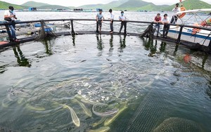 "Mổ xẻ" điểm nghẽn trong nghề nuôi biển ở Việt Nam