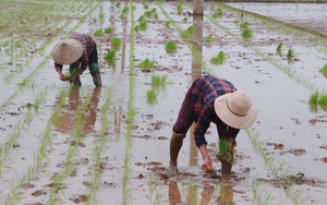 Nông dân Nam Định hối hả gieo cấy vụ xuân, có loại "giặc" cứ rình thóc lên mộng là cắn phá