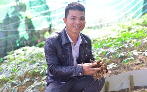 Đưa quốc bảo sâm Ngọc Linh về trồng trên đất mới, chàng trai 9X Lâm Đồng bán giá 40 triệu đồng/kg