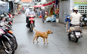 Quy định xử phạt thả rông chó ra đường, để chó phóng uế bừa bãi bị phạt nặng nhất bao nhiêu tiền?