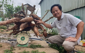 Một người dân ở Kon Tum đào được củ mì khủng, nặng gần 70kg