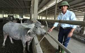 Trang trại nuôi trâu gần 20 tỷ của nông dân Hà Tĩnh