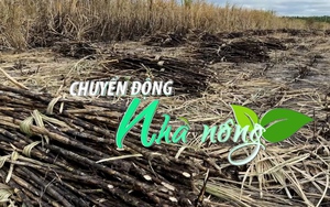 Chuyển động Nhà nông 16/2: Hàng loạt vụ mía bị cháy rụi không rõ nguyên nhân ở Gia Lai