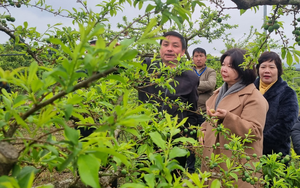 Phó Chủ tịch TƯ Hội NDVN Cao Xuân Thu Vân khảo sát mô hình trồng cây ăn quả tại Sơn La