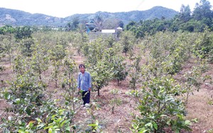 Vườn mai vàng 1.000 cây của một nông dân Bình Thuận, tết nào bán cũng trúng