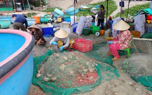 Loài ốc mỡ nhìn lạ mắt ở Bình Thuận, dân ra biển đánh lưới dính vô số, bán cho thương lái kiếm bộn tiền