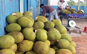 Đây là loại trái cây to bự ở Hậu Giang, giá cả "lên lên, xuống xuống", nhưng năm sau luôn trồng nhiều hơn năm trước