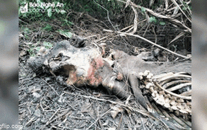 Clip NÓNG 24h: Voi rừng ở Nghệ An chết có thể do quá già yếu