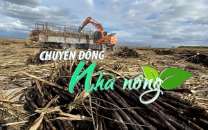 Chuyển động Nhà nông 18/2: Hé lộ nguyên nhân hàng loạt vụ mía bị cháy ở Gia Lai