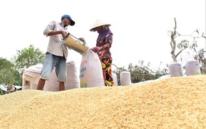 Giá lúa gạo tăng vù vù, nông dân, doanh nghiệp làm không hết việc