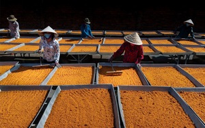 Nghề làm muối ớt Tây Ninh là di sản quốc gia 
