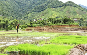 Vùng cao hối hả xuống đồng gieo cấy vụ lúa xuân