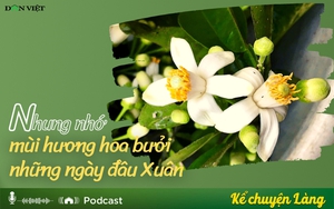 Nhung nhớ mùi hương hoa bưởi những ngày đầu Xuân