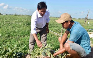 Một loại quả ngọt, một loại củ bùi tăng giá tốt nhất trong vụ đông-xuân khiến nông dân Trà Vinh có thêm tiền