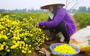 Bội thu khi dân bỏ cúc thường, trồng hoa cúc chi làm trà uống cùng mật ong