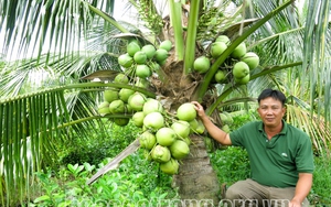 Trồng thứ cây ra quả đặc sản này, nông dân Sóc Trăng cứ hái xuống là có người mua