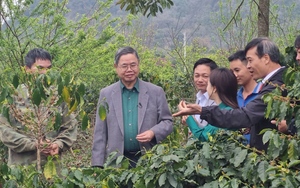 Sơn La: Canh tác cà phê thông minh