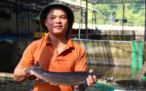 Vườn Quốc gia Phước Bình ở Ninh Thuận (Kỳ 4): Lạ chưa, nuôi cá nước lạnh to bự giữa vùng nắng nóng