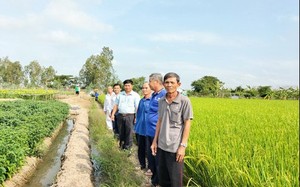 Đồng Tháp: Trồng lúa hữu cơ, chi phí giảm, lợi nhuận đảm bảo, nông dân khỏe