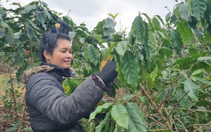 Sơn La: Phục sức hàng chục nghìn ha cà phê sau thu hoạch