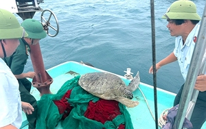 Nha Trang: Thả cá thể rùa nặng gần 1 tạ về biển