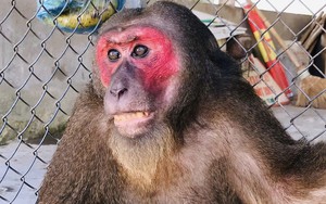 TT-Huế: Người dân giao nộp 2 cá thể khỉ quý hiếm cho kiểm lâm