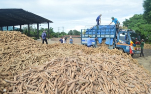 Mới đầu năm Trung Quốc đã tăng tốc mua một loại tinh bột của Việt Nam 