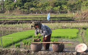 Huyện biên giới Sơn La hối hả sản xuất vụ lúa xuân