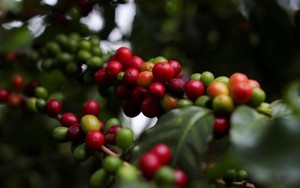 Đầu cơ đẩy giá cà phê tăng khủng, giá cà phê nội chạm mốc 48.000 đồng/kg
