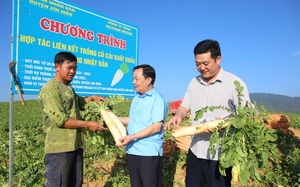 Lần đầu tiên, một loại nông sản của Xín Mần đắt hàng ở Nhật Bản 