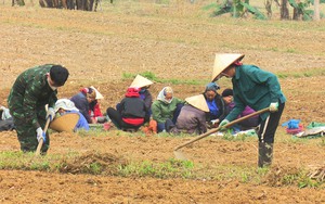 Trồng cây ra củ đặc sản thơm ngon, nông dân ở nơi này của Bắc Kạn yên tâm khâu tiêu thụ, tăng thêm thu nhập