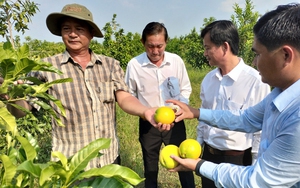 Thứ cây xanh rì, tốt um, thò tay vào lấy ra những trái vàng, nông dân trồng ở Long An bán thấy lời nhiều