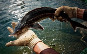 Đây là hai giống cá tầm từ Nga và Siberi đang nuôi sinh sản có triển vọng ở Lâm Đồng