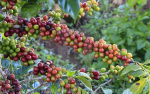 Giá cà phê hai sàn tiếp tục giảm, cà phê Tây Nguyên mất thêm 200 đồng/kg