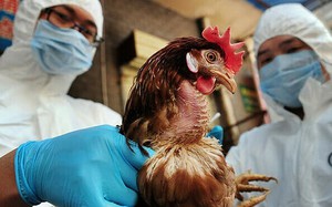 Virus H5N1 làm một người Campuchia tử vong, Cục Thú y nói "Việt Nam vẫn đang kiểm soát tốt", khuyến cáo không ăn tiết canh