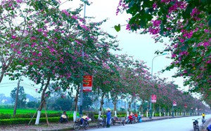 Một con đường hoa ban nở đẹp xôn xao ở Nghệ An, lần này là một màu hoa ban khác