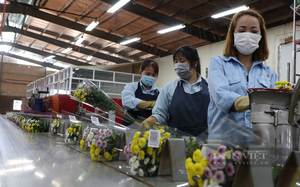 Trồng hoa ở Lâm Đồng mỗi năm thu 4 tỷ cành, vì sao chỉ xuất khẩu được gần 400 triệu cành?