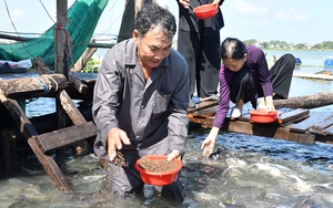 Chuyện lạ An Giang, bên sông Vàm Nao, ông nông dân nuôi 