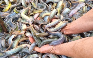 Nuôi loài cá không vảy dày đặc khó tả, một anh nông dân ở Ninh Bình lãi 2 tỷ