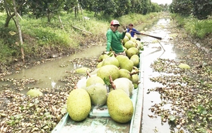 Giá mít Thái hôm nay 26/2: Mít loại A tăng giá, giá mít Tiền Giang cao nhất 38.000 đồng/kg