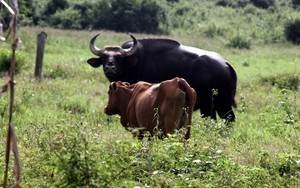Vườn Quốc gia Phước Bình ở Ninh Thuận (Kỳ 5): Thế giới của những con bò tót quý hiếm "khỏe như vâm"