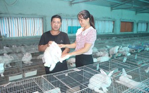 Trồng cây cảnh, nuôi thỏ...những mô hình giảm nghèo, làm giàu của nông dân xã Thiệu Hòa ở Thanh Hóa