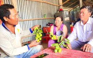 Trồng chanh không hạt, nông dân sản xuất kinh doanh giỏi ở Trà Vinh tạo việc làm cho nhiều lao động
