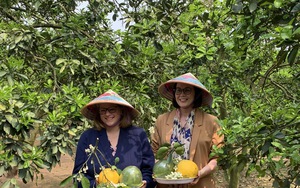 Hai Thứ trưởng Nông nghiệp Mỹ thăm vườn bưởi Diễn của nông dân Hà Nội, khen bưởi ngon xuất sắc