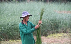 Nông dân Trà Vinh bội thu mùa cỏ lác-thứ vốn là cỏ dại này cứ cắt phơi bán là thu tiền