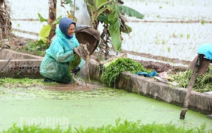 Nông dân Ninh Bình trúng đậm vụ rau bán tết vừa qua