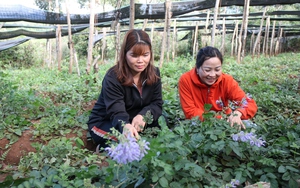 Nữ giáo viên 8X Gia Lai bỏ ngang nghề về trồng dược liệu, bỏ túi trăm triệu mỗi năm