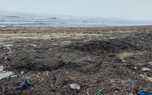 Nghệ An: Huy động máy xúc mỗi ngày dọn hơn 100 tấn mùn biển nhuộm đen biển Cửa Lò