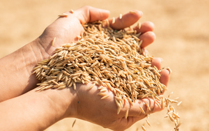 Giá gạo Ấn Độ tăng lên mức cao nhất, gạo Việt Nam cũng bứt tốc