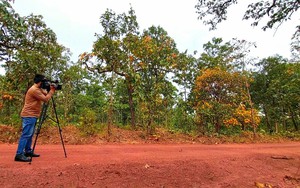 Đây là một khu rừng đẹp nhất Đắk Lắk ngay lúc này khiến mạng xã hội xôn xao, các cặp đôi tranh thủ tới